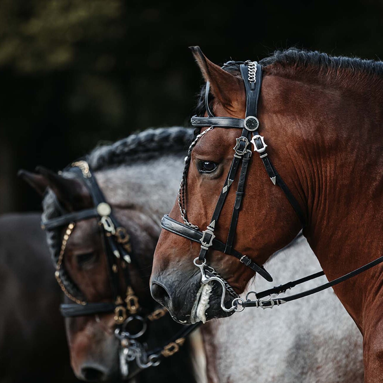 Bobby's Tack Padded Dressage Weymouth Double Bridle